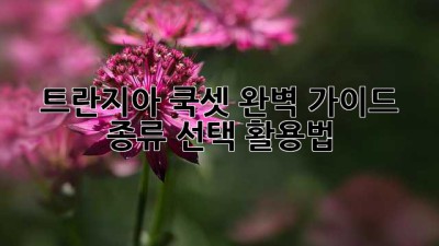 트란지아 쿡셋 완벽 가이드: 종류, 선택, 활용법